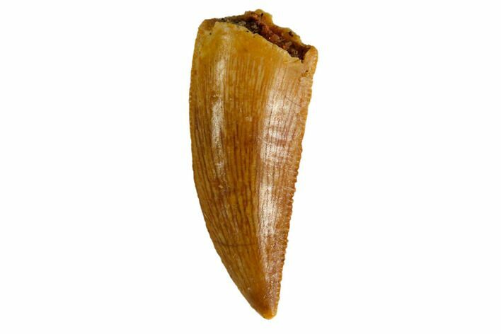 Serrated, Raptor Tooth - Real Dinosaur Tooth #144639